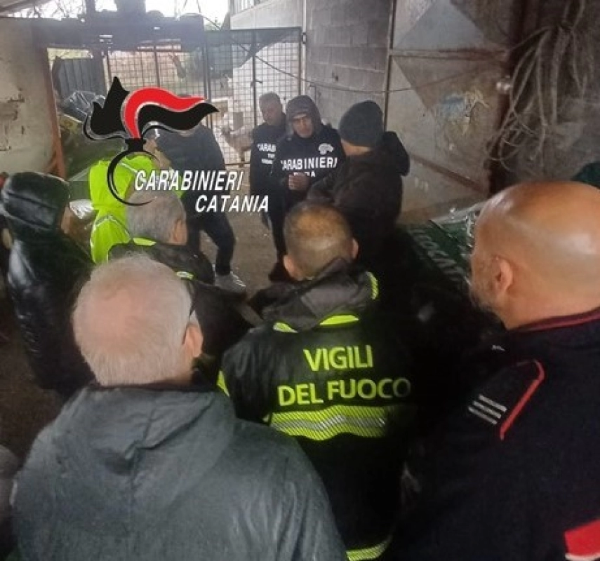 Allevamento non a norma nel catanese, sospesa l’attività