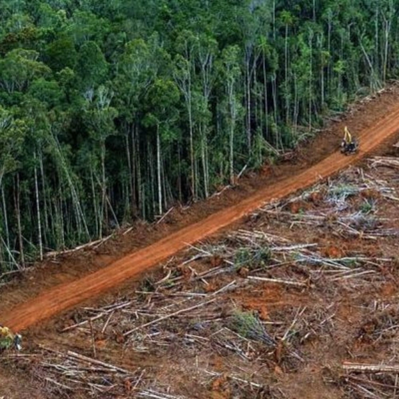 C’era una volta l’Amazzonia