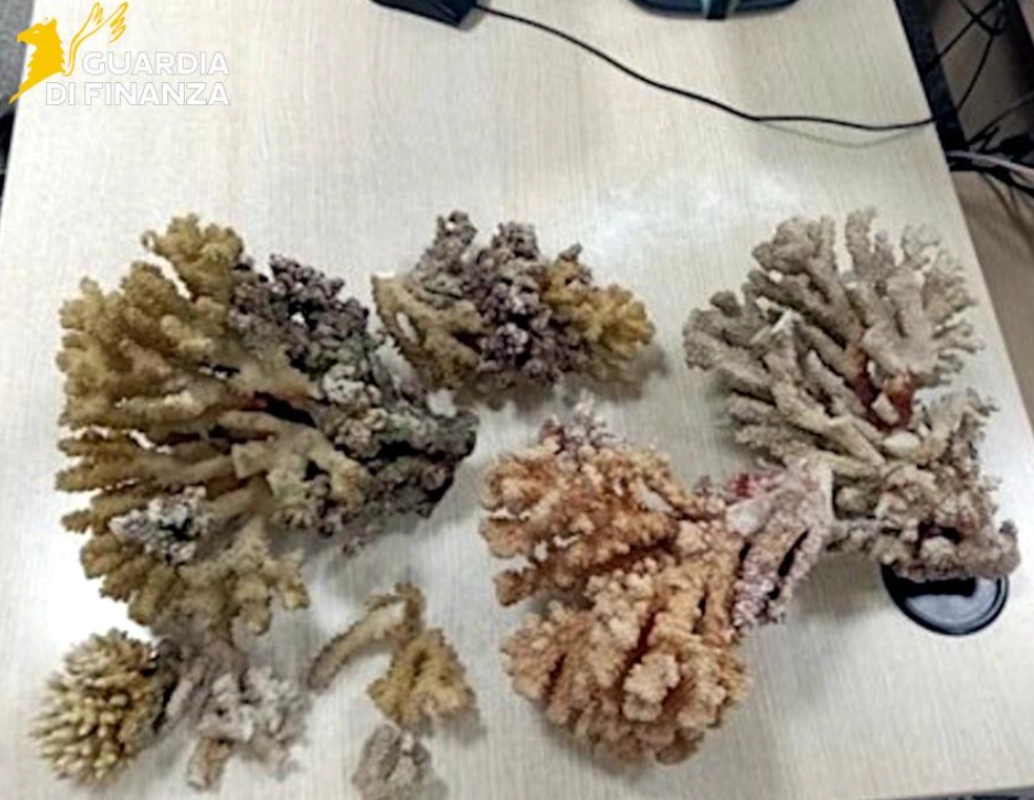 Aeroporto di Catania, palermitano fermato con 6 kg di coralli protetti in valigia