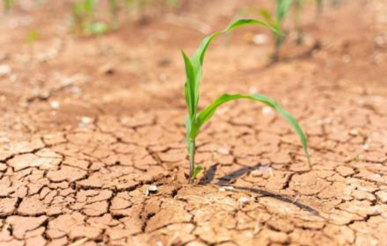 Siccità, la Regione individua somme per le aziende escluse dai ristori